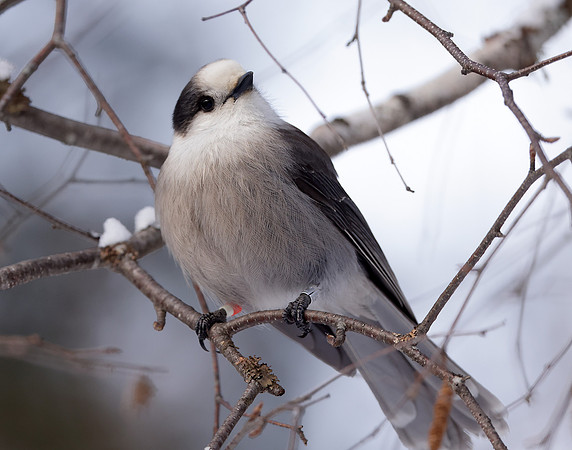 Canada Jay Perisoreus canadensis