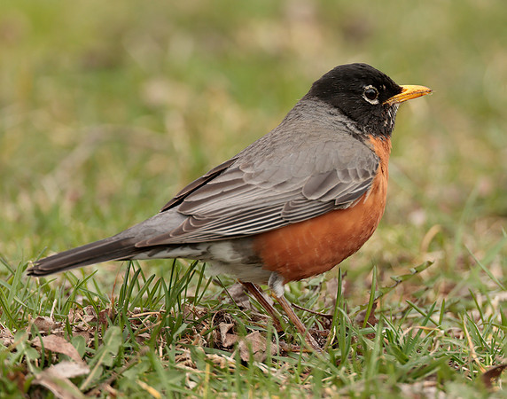 American Robin Turdus migratorius