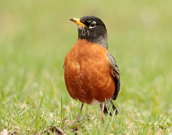 American Robin Turdus migratorius