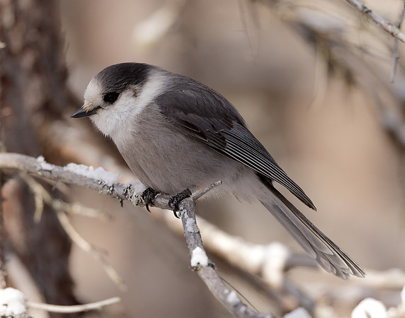 Canada Jay Perisoreus canadensis