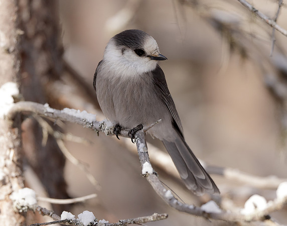Canada Jay Perisoreus canadensis