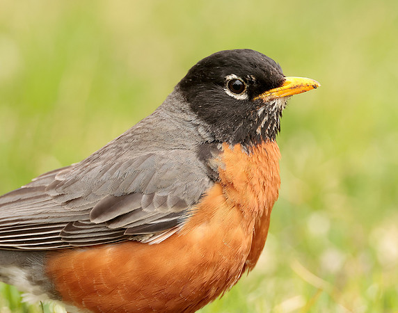 American Robin Turdus migratorius