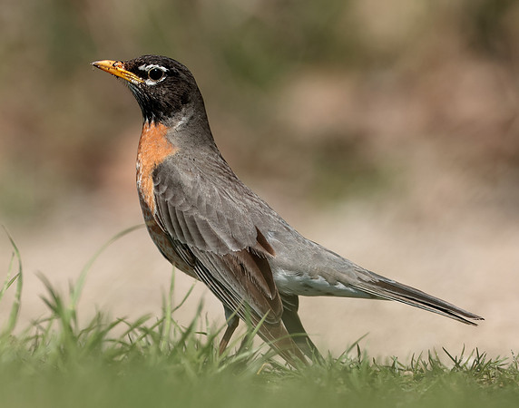 American Robin Turdus migratorius