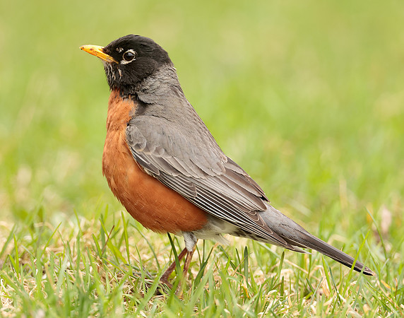 American Robin Turdus migratorius