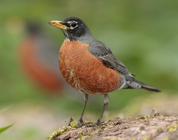 American Robin Turdus migratorius