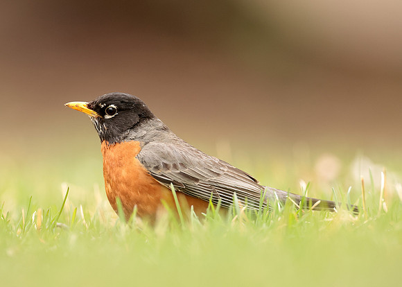 American Robin Turdus migratorius
