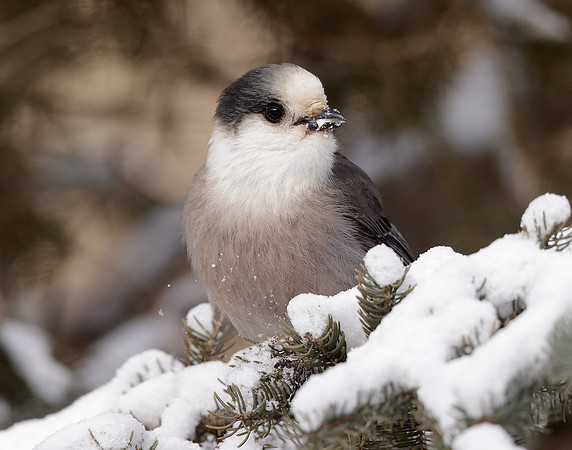 Canada Jay Perisoreus canadensis