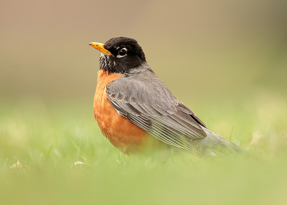 American Robin Turdus migratorius