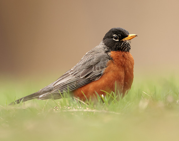 American Robin Turdus migratorius
