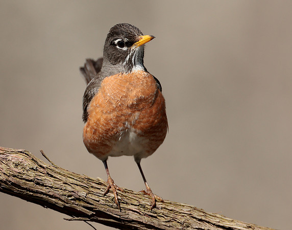 American Robin Turdus migratorius