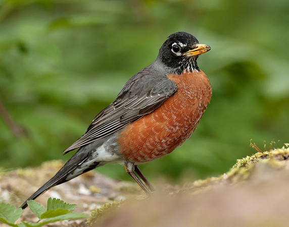 American Robin Turdus migratorius