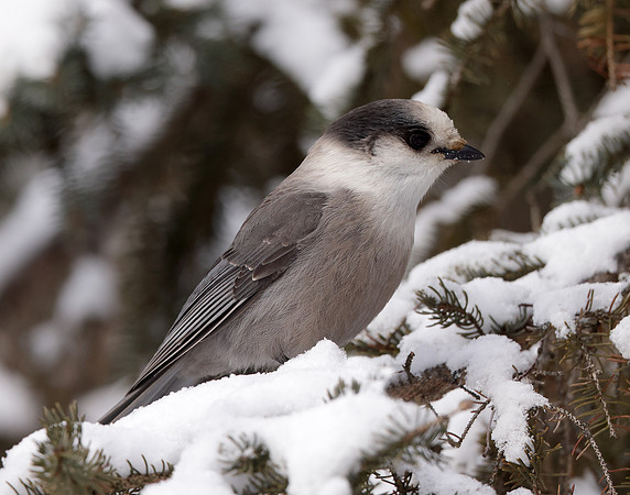 Canada Jay Perisoreus canadensis