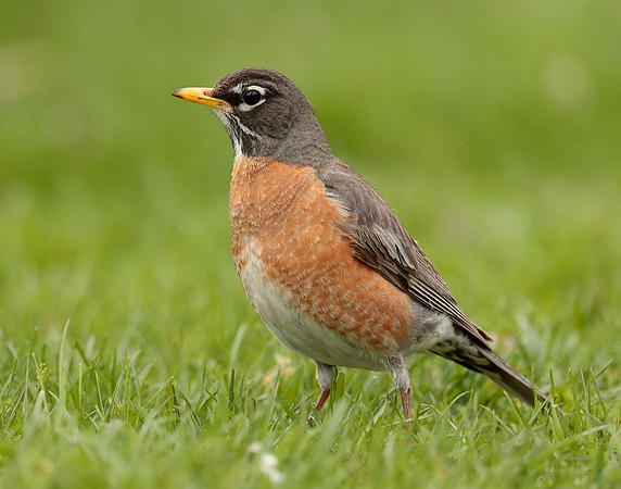 American Robin Turdus migratorius