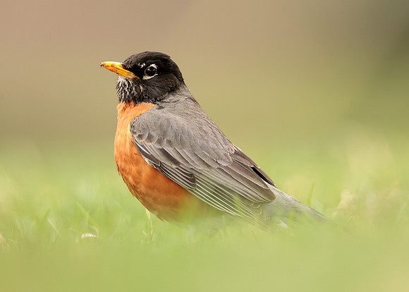 American Robin Turdus migratorius