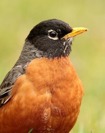American Robin Turdus migratorius