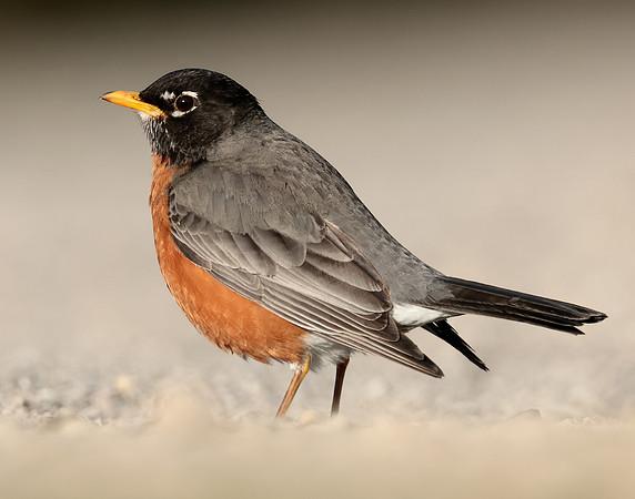 American Robin Turdus migratorius