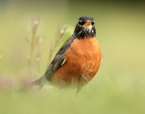 American Robin Turdus migratorius