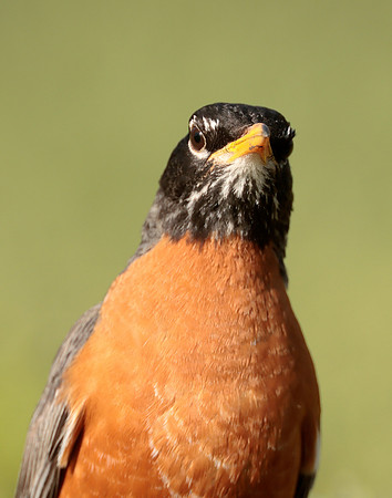 American Robin Turdus migratorius