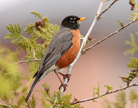 American Robin Turdus migratorius
