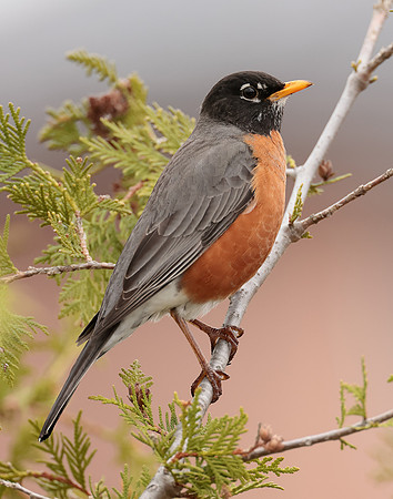 American Robin Turdus migratorius