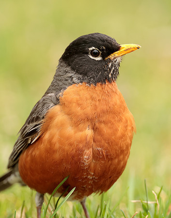 American Robin Turdus migratorius