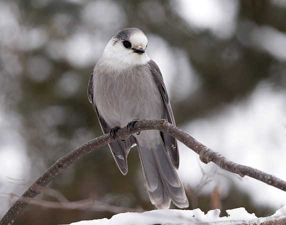 Canada Jay Perisoreus canadensis