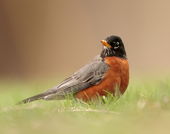 American Robin Turdus migratorius