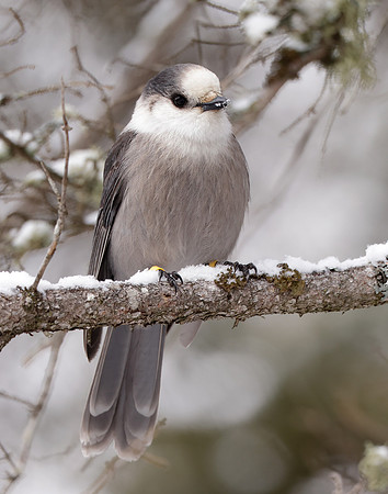 Canada Jay Perisoreus canadensis