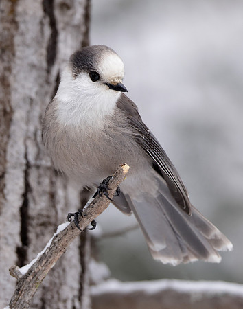 Canada Jay Perisoreus canadensis