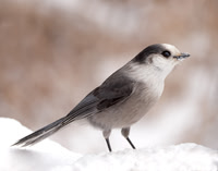 Canada Jay Perisoreus canadensis