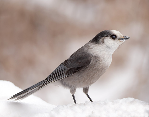 Canada Jay Perisoreus canadensis