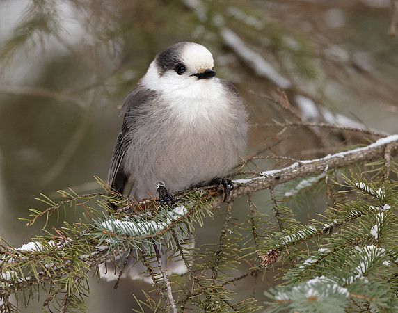 Canada Jay Perisoreus canadensis