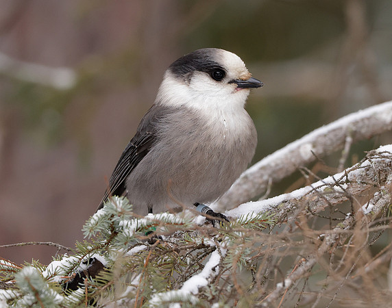 Canada Jay Perisoreus canadensis