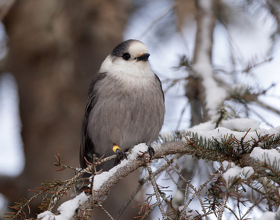 Canada Jay Perisoreus canadensis