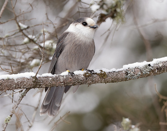 Canada Jay Perisoreus canadensis