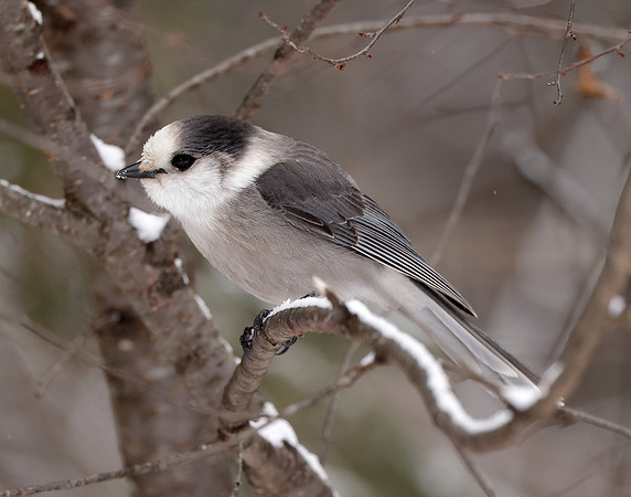Canada Jay Perisoreus canadensis