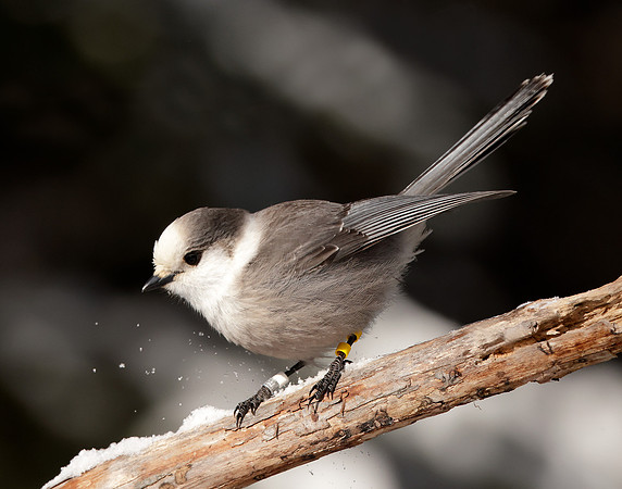 Canada Jay Perisoreus canadensis