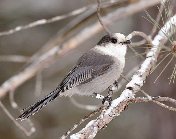 Canada Jay Perisoreus canadensis