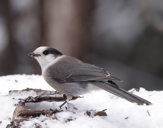 Canada Jay Perisoreus canadensis