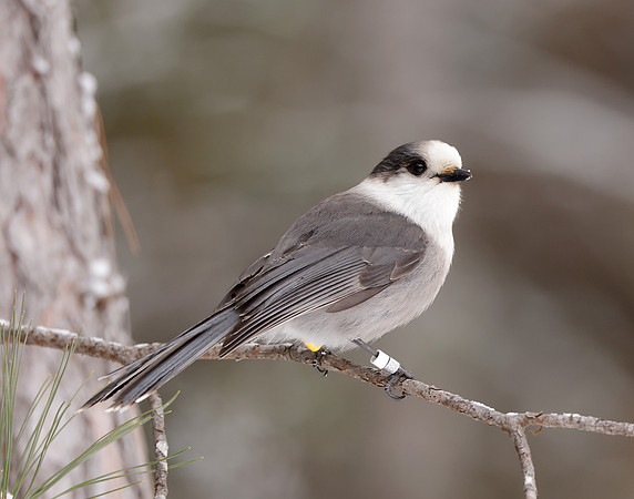 Canada Jay Perisoreus canadensis