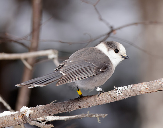 Canada Jay Perisoreus canadensis