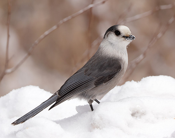 Canada Jay Perisoreus canadensis