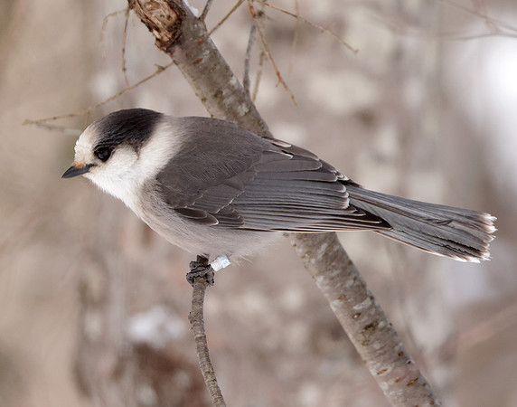 Canada Jay Perisoreus canadensis