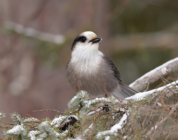 Canada Jay Perisoreus canadensis