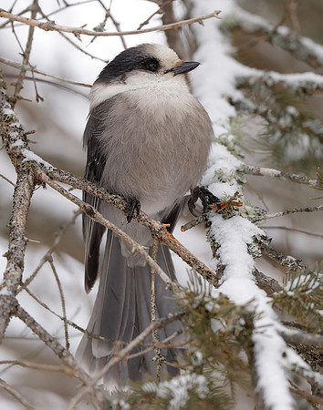 Canada Jay Perisoreus canadensis