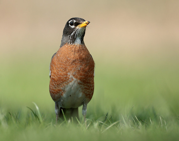 American Robin Turdus migratorius