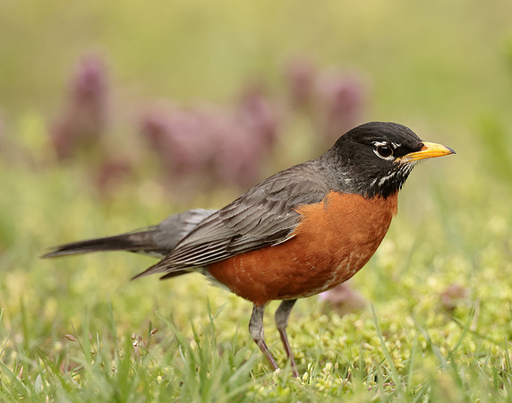 American Robin Turdus migratorius