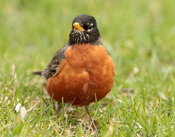 American Robin Turdus migratorius