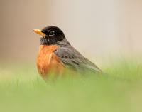 American Robin Turdus migratorius