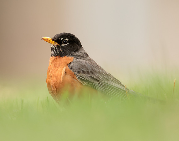 American Robin Turdus migratorius